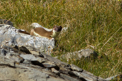 Hermine — Mustela erminea Linnaeus, 1758