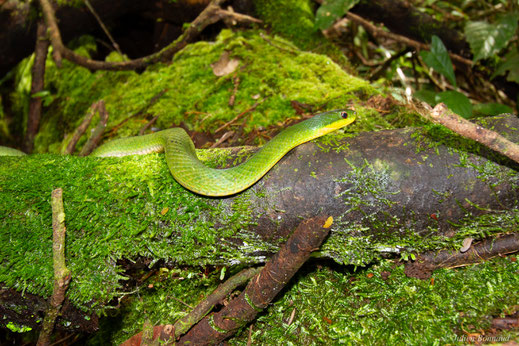 Couresse verdâtre — Erythrolamprus typhlus (Linnaeus, 1758)