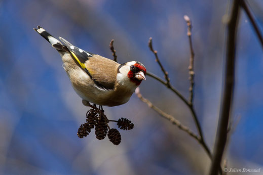 Chardonneret élégant — Carduelis carduelis (Linnaeus, 1758)