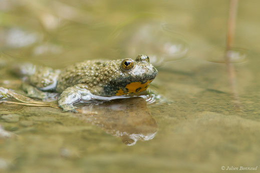 Sonneur à ventre jaune — Bombina variegata (Linnaeus, 1758)