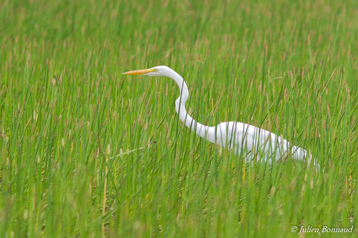 Grande Aigrette — Ardea alba Linnaeus, 1758