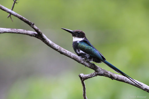 Jacamar à longue queue — Galbula dea (Linnaeus, 1758)