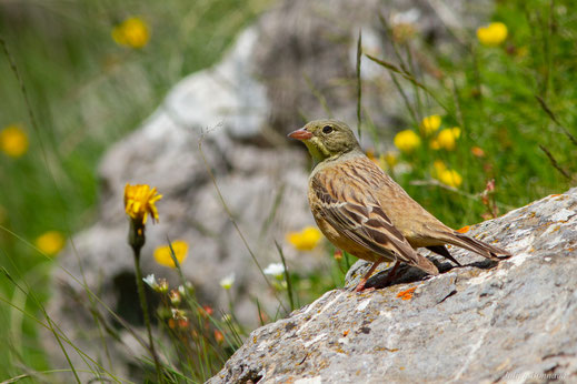 Bruant ortolan — Emberiza hortulana Linnaeus, 1758