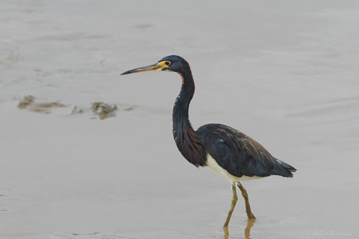 Aigrette tricolore — Egretta tricolor (Statius Müller, 1776)
