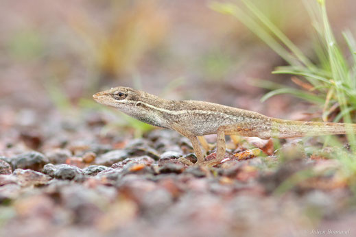 Anolis doré — Norops auratus (Daudin, 1802)