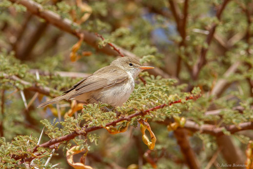 Hypolaïs obscure — Iduna opaca (Cabanis, 1850)