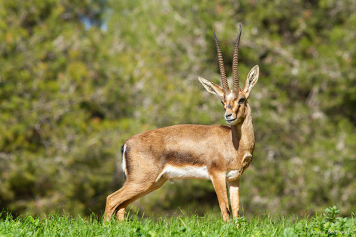 Gazelle de Cuvier — Gazella cuvieri (Ogilby, 1841)