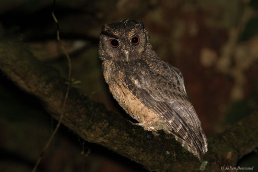 Petit-duc de Watson — Megascops watsonii (Cassin, 1848)