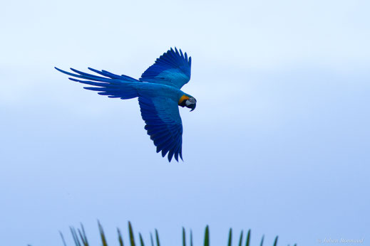 Ara bleu — Ara ararauna (Linnaeus, 1758)