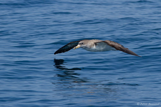 Puffin cendré — Calonectris borealis (Cory, 1881)