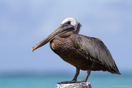 Pélican brun — Pelecanus occidentalis Linnaeus, 1766