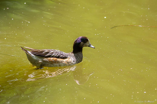 Canard à front blanc — Mareca americana (Gmelin, JF, 1789)