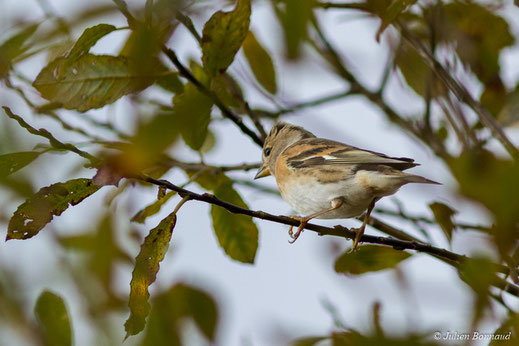Pinson du nord— Fringilla montifringilla Linnaeus, 1758