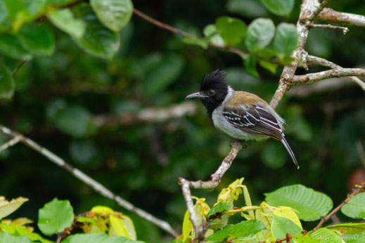 Batara huppé — Sakesphorus canadensis (Linnaeus, 1766)