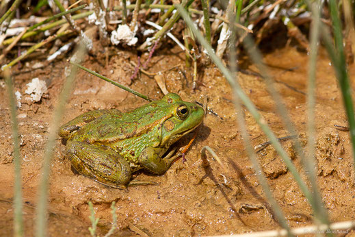 Grenouille saharienne — Pelophylax saharicus (Boulenger in Hartert, 1913)