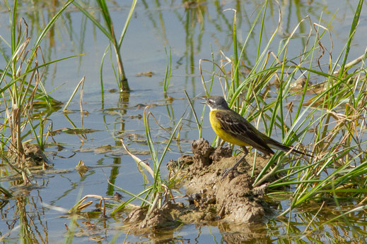 Bergeronnette printanière — Motacilla flava Linnaeus, 1758