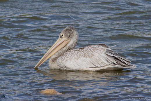 Pélican gris — Pelecanus rufescens Gmelin, 1789