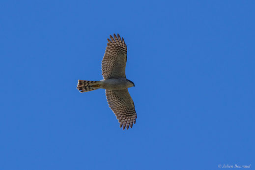 Épervier d'Europe — Accipiter nisus (Linnaeus, 1758)