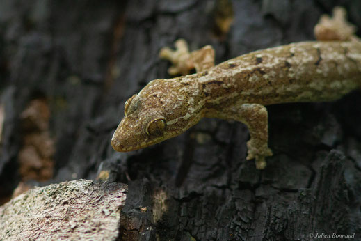 Gecko à pattes de canard — Thecadactylus rapicauda (Houttuyn, 1782)
