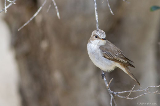 Gobemouche tyrrhénien — Muscicapa tyrrhenica Schiebel, 1910