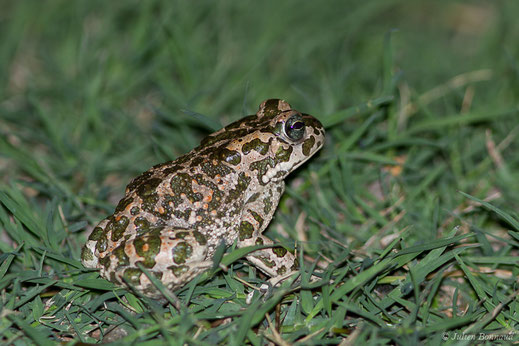 Crapaud vert / Crapaud vert des Baléares — Bufotes viridis (Laurenti, 1768) / Bufotes viridis balearicus (Boettger, 1880)