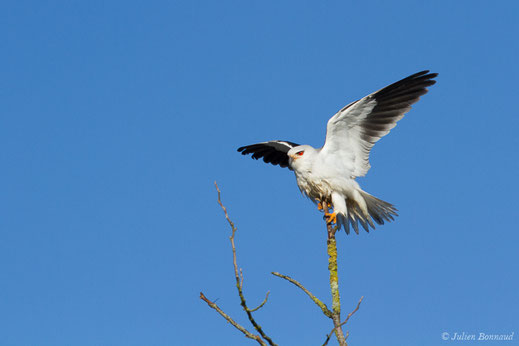 Élanion blanc — Elanus caeruleus (Desfontaines, 1789)