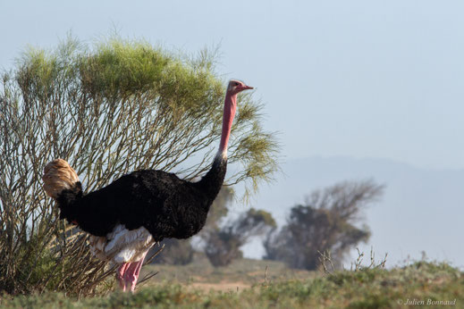 Autruche à cou rouge ou Autruche d'Afrique du Nord — Struthio camelus camelus Linnaeus, 1758