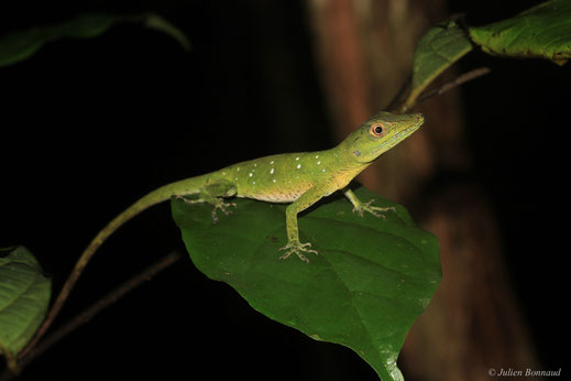 Anolis ponctué — Dactyloa punctata (Daudin, 1802)