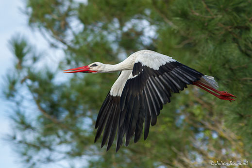 Cigogne blanche — Ciconia ciconia (Linnaeus, 1758)