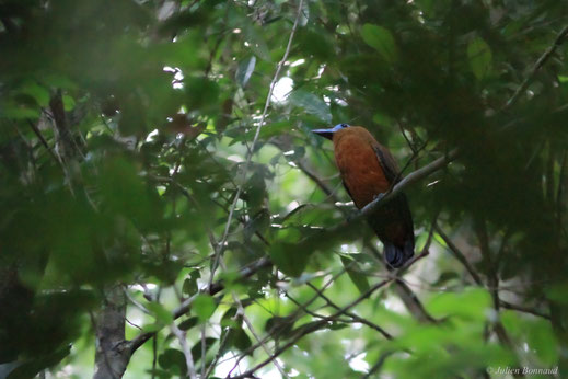 Coracine chauve — Perissocephalus tricolor (Müller, 1766)