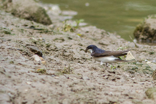 Hirondelle de fenêtre — Delichon urbicum (Linnaeus, 1758)