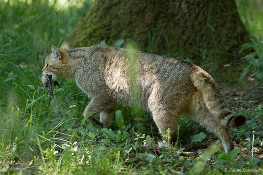 Chat forestier — Felis silvestris Schreber, 1775