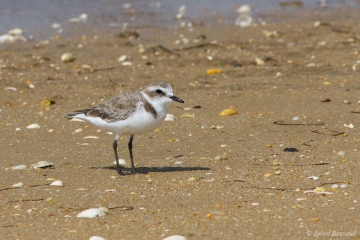 Gravelot à collier interrompu — Charadrius alexandrinus Linnaeus, 1758