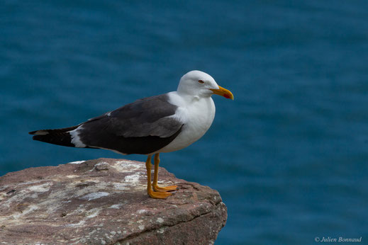 Goéland brun — Larus fuscus Linnaeus, 1758