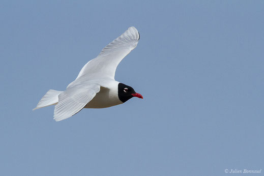Mouette mélanocéphale— Ichthyaetus melanocephalus (Temminck, 1820)