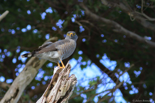 Buse à gros bec — Rupornis magnirostris (Gmelin, 1788)