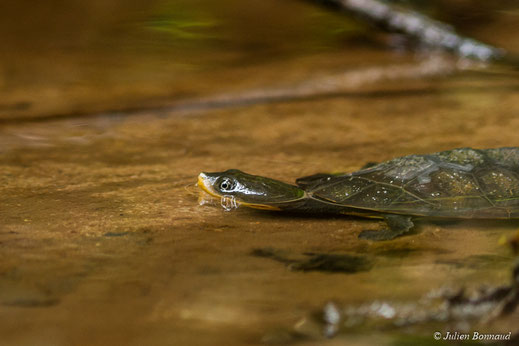 Tortue à tête de crapaud — Mesoclemmys nasuta (Schweigger, 1812)