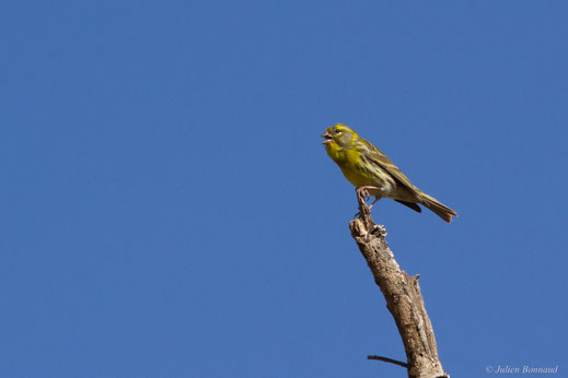 Serin cini — Serinus serinus (Linnaeus, 1766)