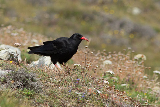 Crave à bec rouge — Pyrrhocorax pyrrhocorax (Linnaeus, 1758)