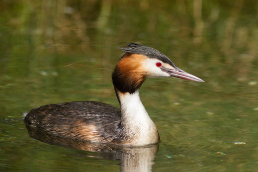 Grèbe huppé — Podiceps cristatus (Linnaeus, 1758)