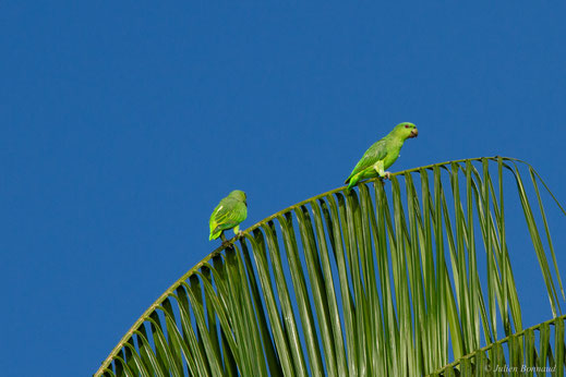 Caïque à queue courte — Graydidascalus brachyurus (Kuhl, 1820)