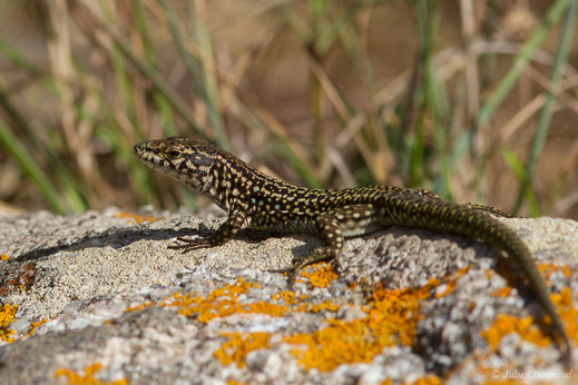 Lézard tyrrhénien — Podarcis tiliguerta (Gmelin, 1789)