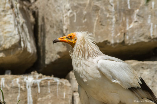 Vautour percnoptère — Neophron percnopterus (Linnaeus, 1758)