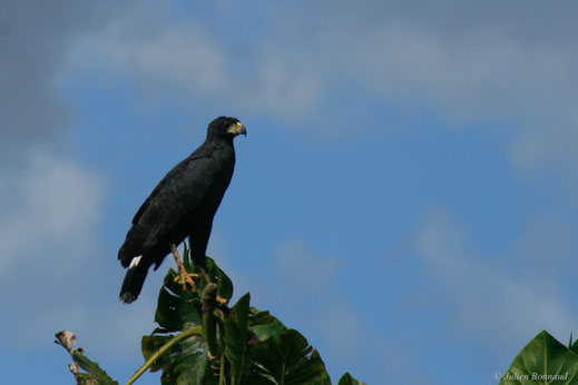 Buse urubu — Buteogallus urubitinga (Gmelin, 1788)