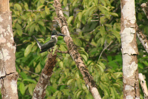 Martin-pêcheur d'amazonie — Chloroceryle amazona (Latham, 1790)