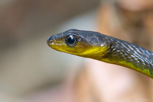 Couleuvre soulignée — Chironius exoletus (Linnaeus, 1758)