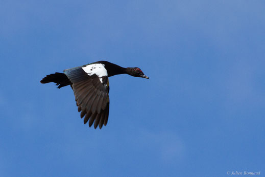 Canard musqué — Cairina moschata (Linnaeus, 1758)