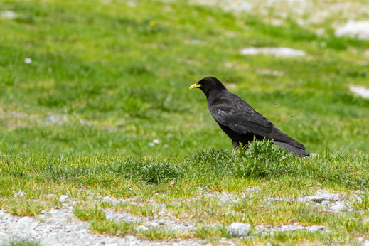 Chocard à bec jaune — Pyrrhocorax graculus (Linnaeus, 1758)