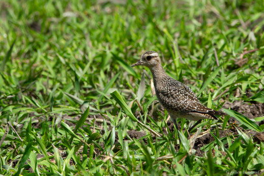 Pluvier bronzé — Pluvialis dominica (Müller, PLS, 1776)