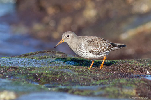 Bécasseau violet — Calidris maritima (Brünnich, 1764)